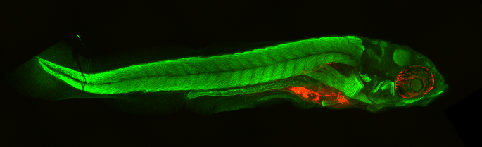 zebrafish embryo output image