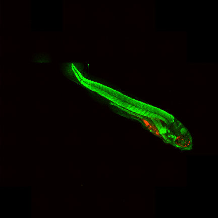 zebrafish embryo input image